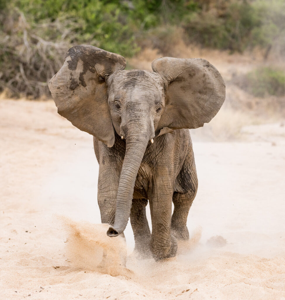 carica di elefante
