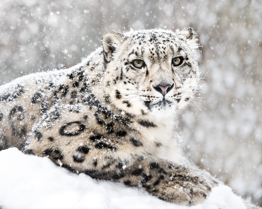 leopardo delle nevi