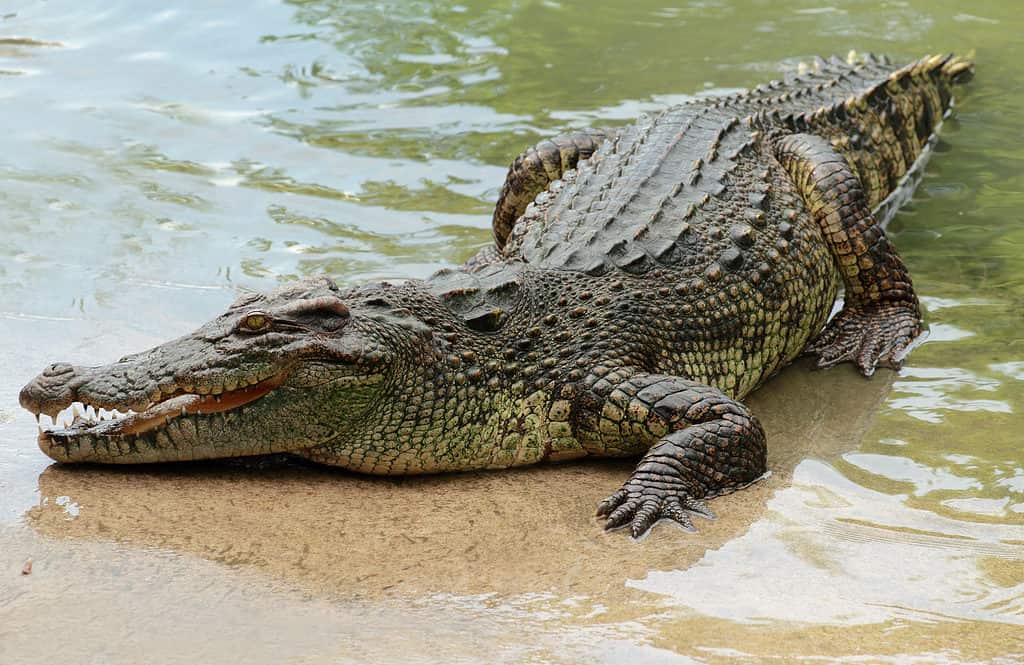 Coccodrillo su una riva