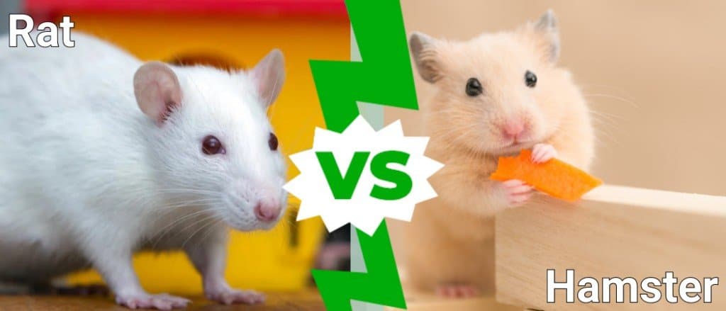 ratto contro criceto