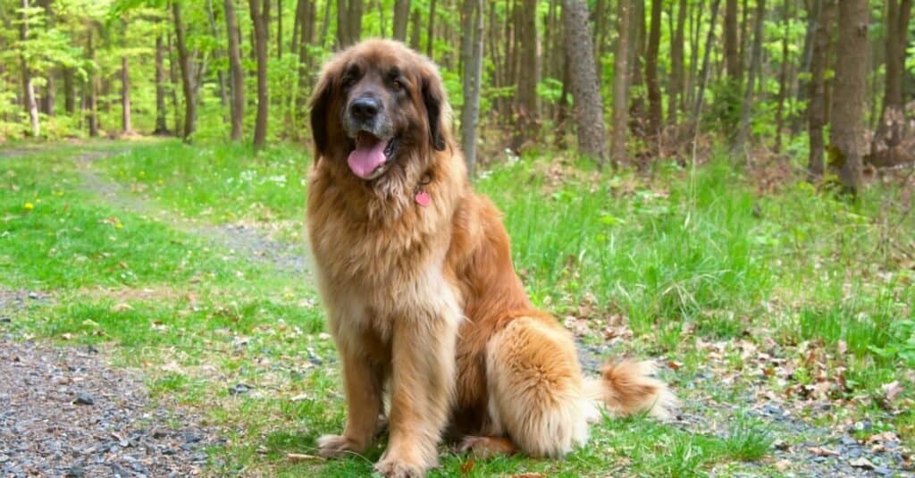Morso di razza canina più forte - Leonberger