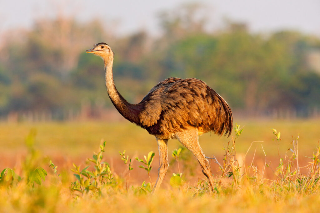 Maggiore Rhea nel Pantanal in Sud America