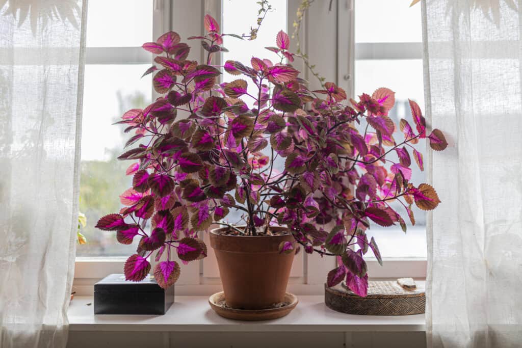 Pianta Coleus al chiuso in una finestra, nei colori viola e rosa