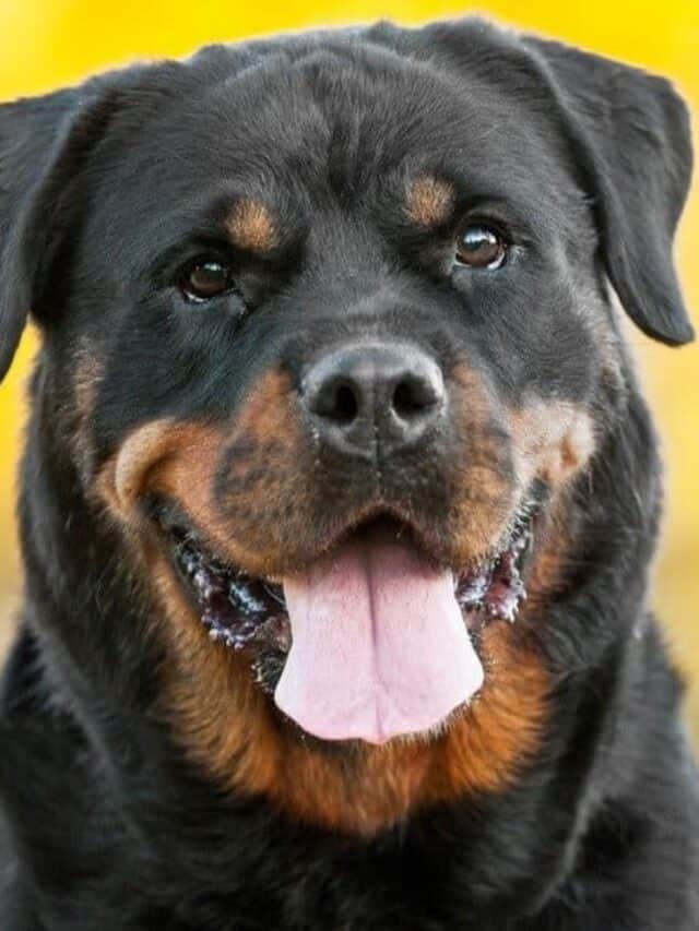 razze di cani più intelligenti - Rottweiler