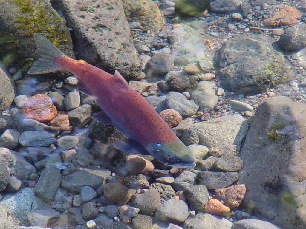Salmone Kokanee (Oncorhynchus nerka)