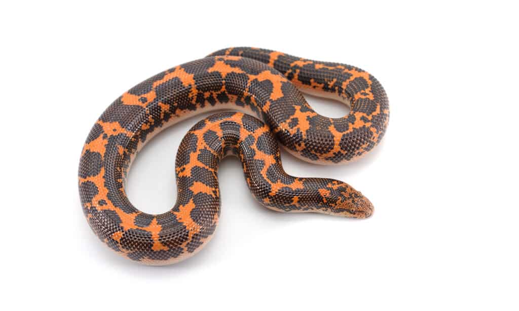 Sand Boa Morphs: scopri gli oltre 20 tipi di razze di Sand Boa