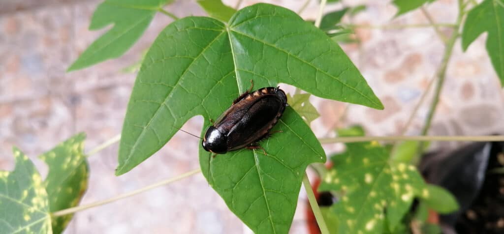 Scarafaggio della serra o del Suriname (Pycnoscelus surinamensis)