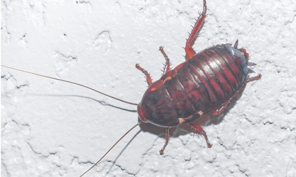 Blatta di legno della Florida (Eurycotis floridana) 