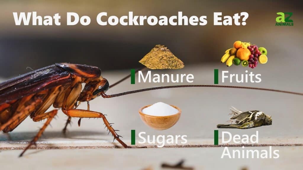 Cosa mangiano gli scarafaggi