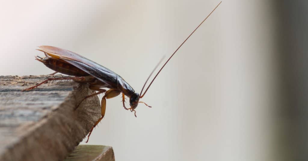 Scarafaggio che sbircia oltre la sporgenza