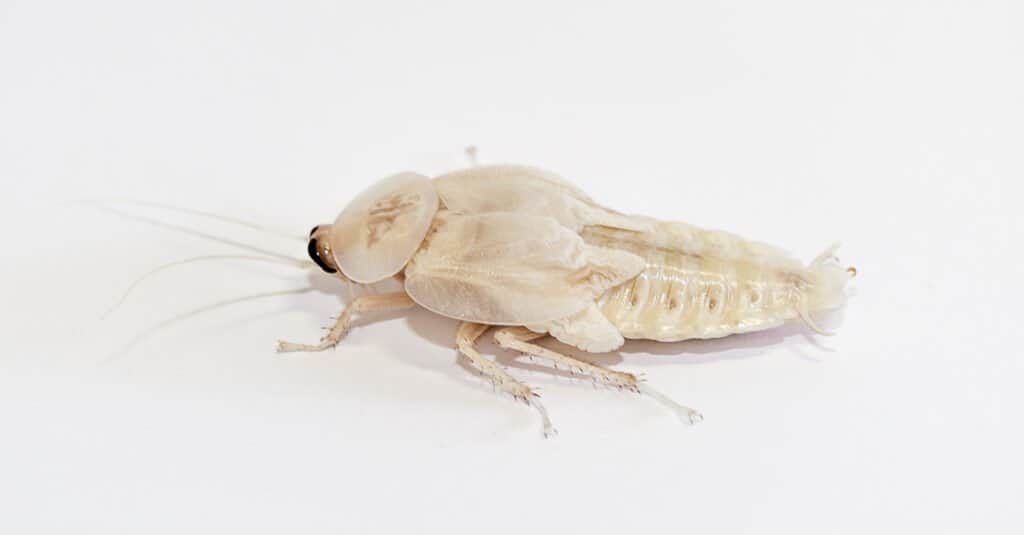 Scarafaggio albino - Scarafaggio testa di morte