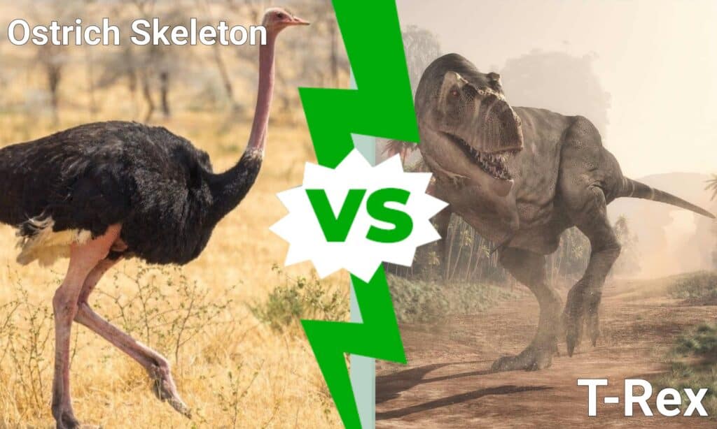 Scheletro di struzzo contro T-Rex
