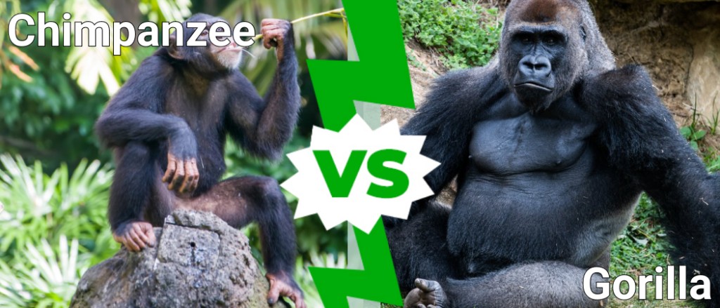 scimpanzé contro gorilla