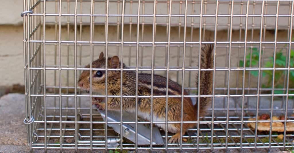 Scoiattolo intrappolato in una gabbia trappola umana.
