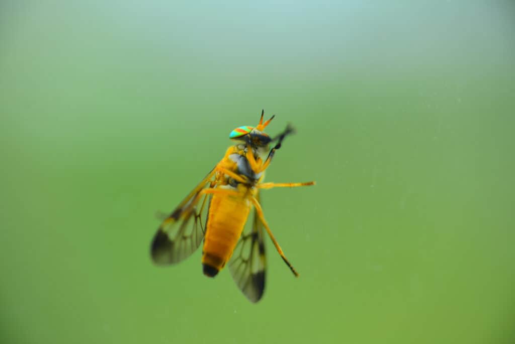 Mosca gialla