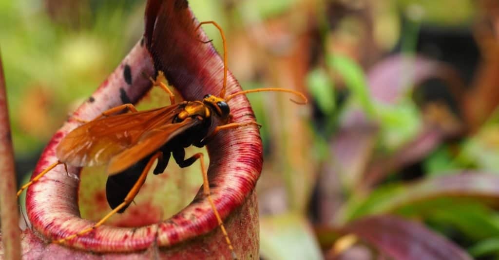 Piante carnivore: pianta carnivora