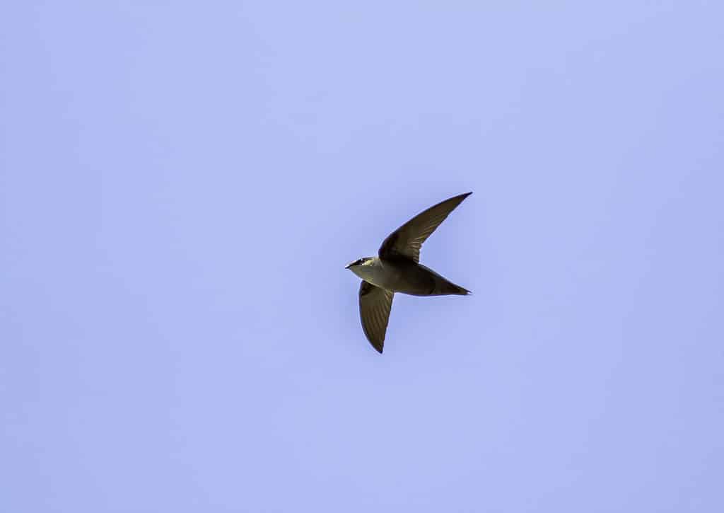 Camino Swift