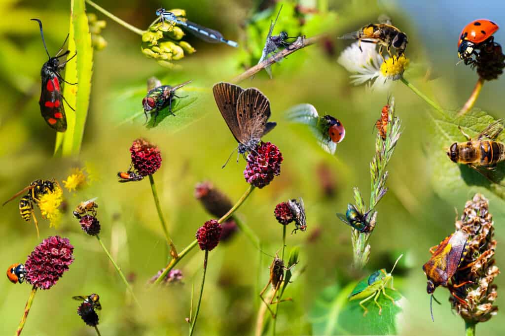 Insetto, Ape, Farfalla - Insetto, Fiore, Montaggio di immagini