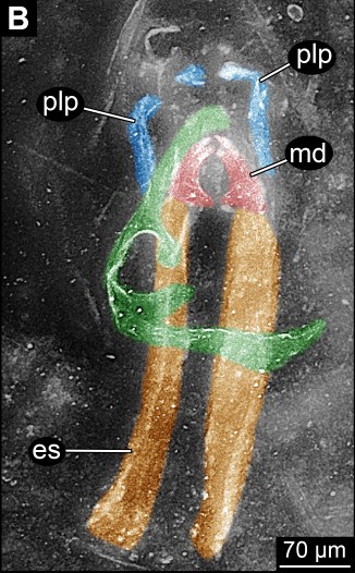 Rhyniognatha hirsti