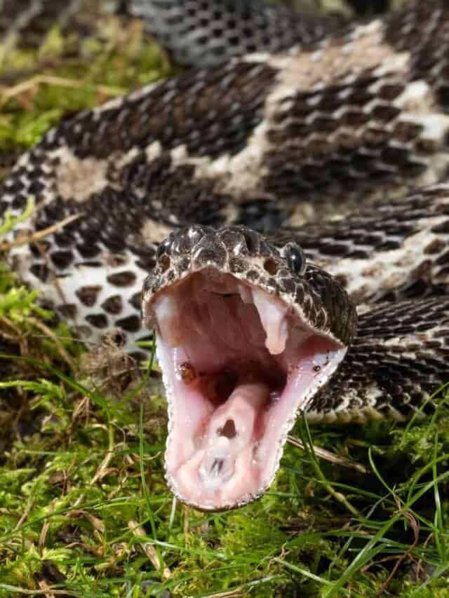 Un serpente a sonagli di legno che colpisce la preda