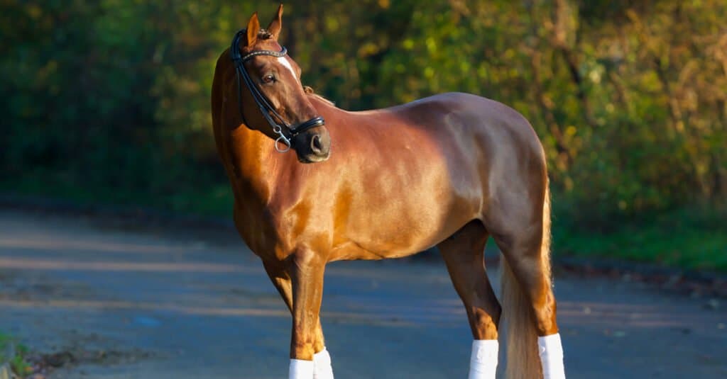cavallo da corsa più veloce