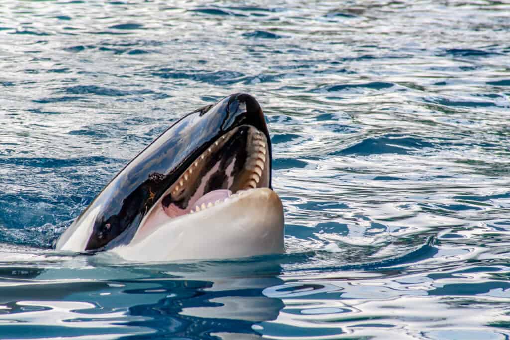 balena assassina