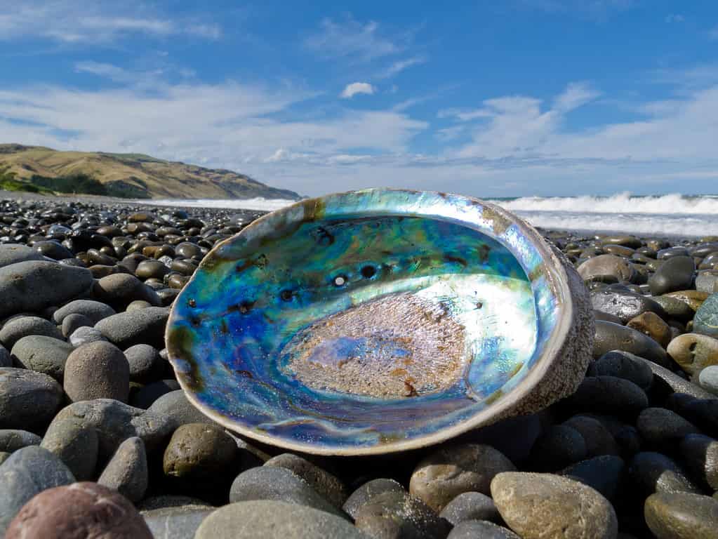 Guscio di abalone