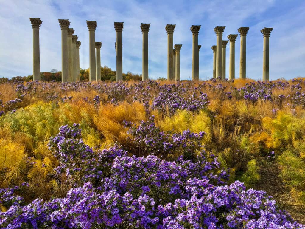 Arboreto Nazionale degli Stati Uniti, Stati Uniti d'America, Washington DC, Fiore, Composizione orizzontale