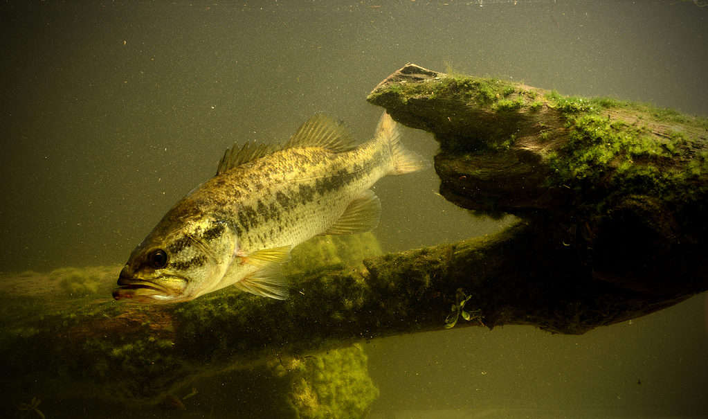 Persico trota sott'acqua