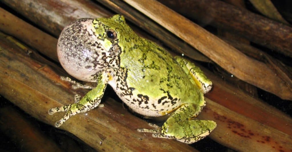 Chiamata grigia della raganella