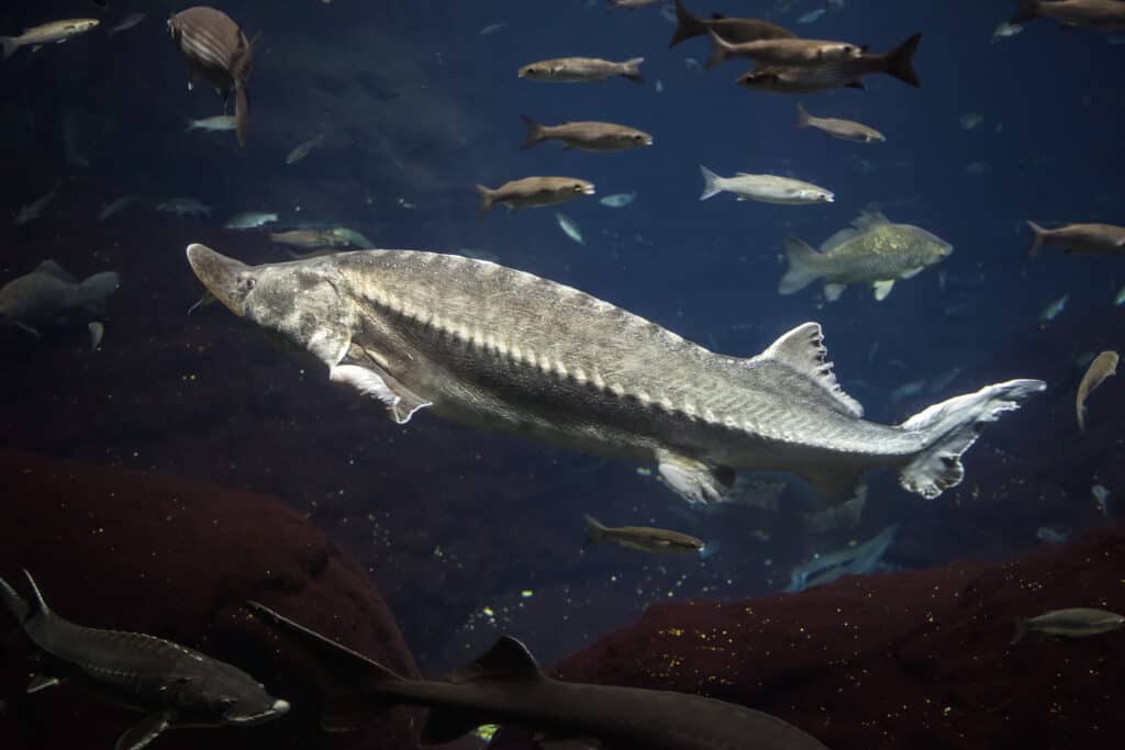 Storione atlantico circondato da pesci più piccoli