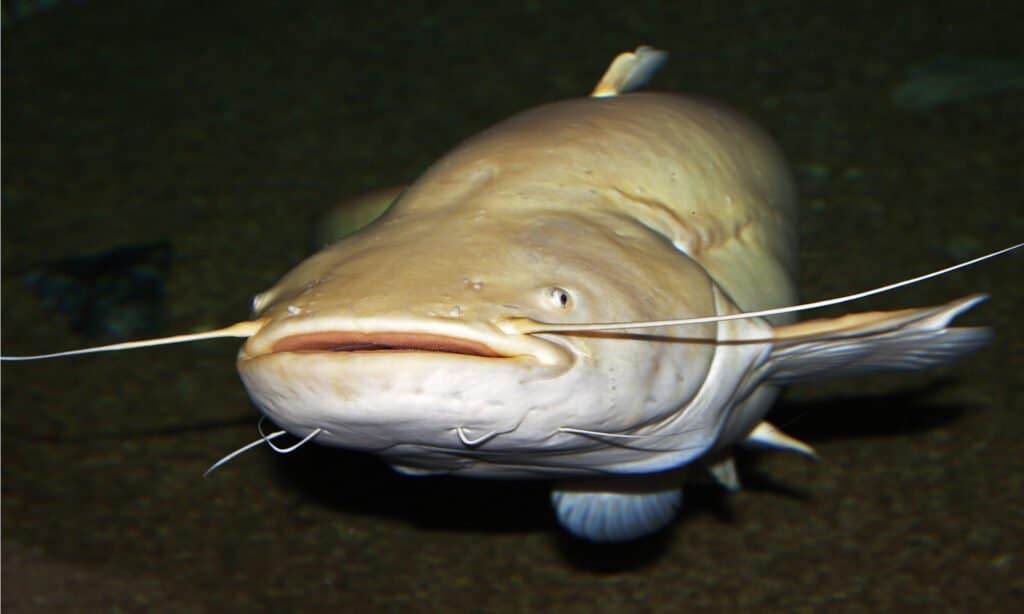 Pesce gatto sott'acqua