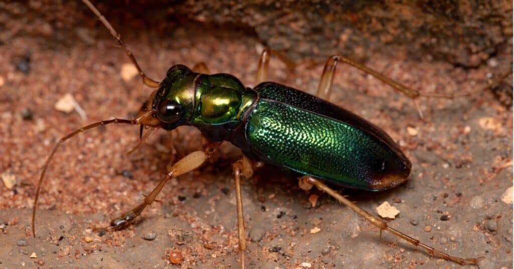 primo piano dello scarabeo tigre