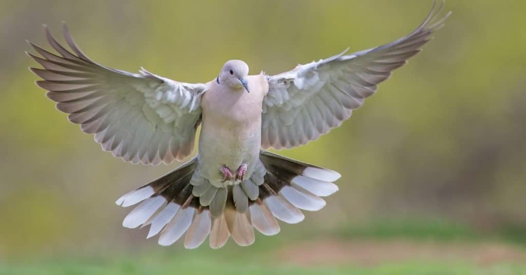 Lutto Colomba in volo