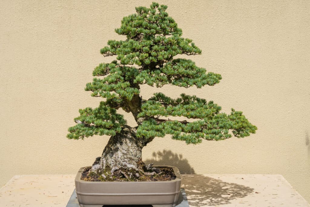 Bonsai costosi
