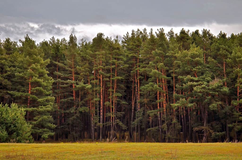 Tipi di alberi di pino
