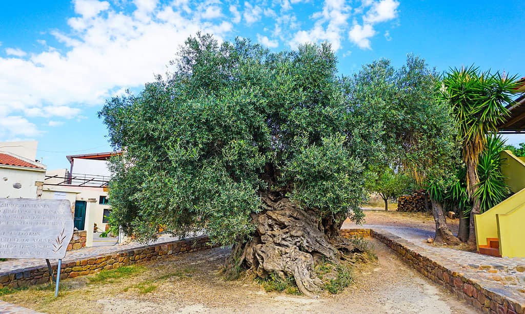 L'olivo di Vouves