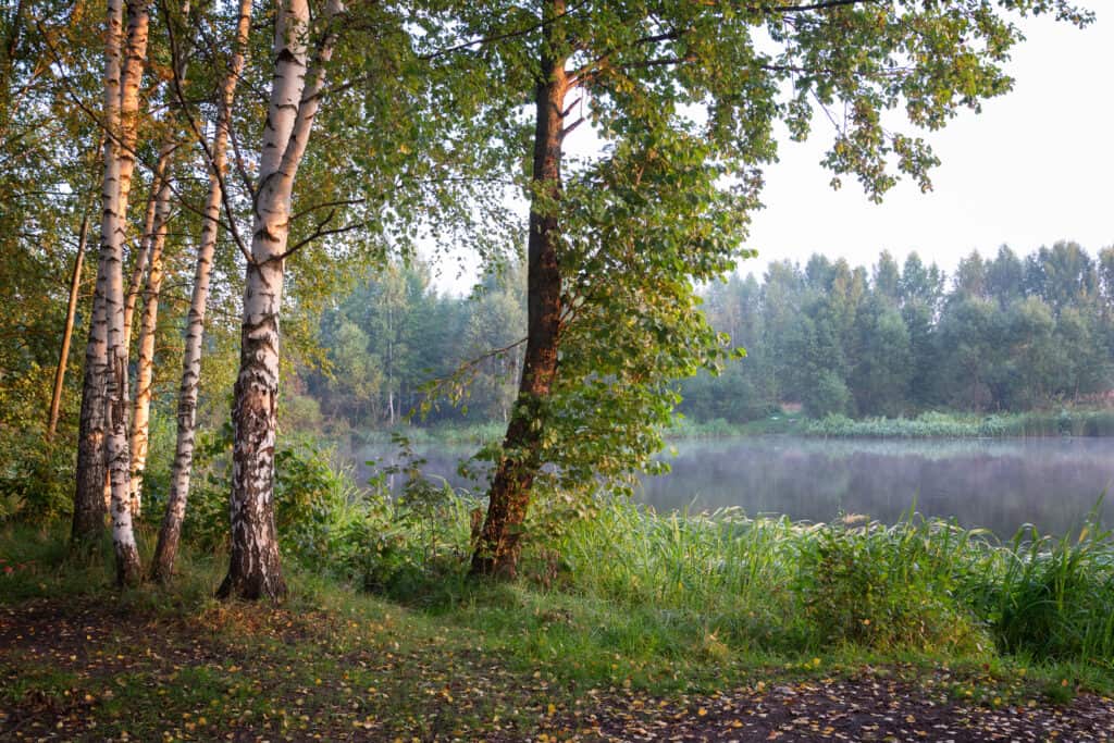 Betulla del fiume