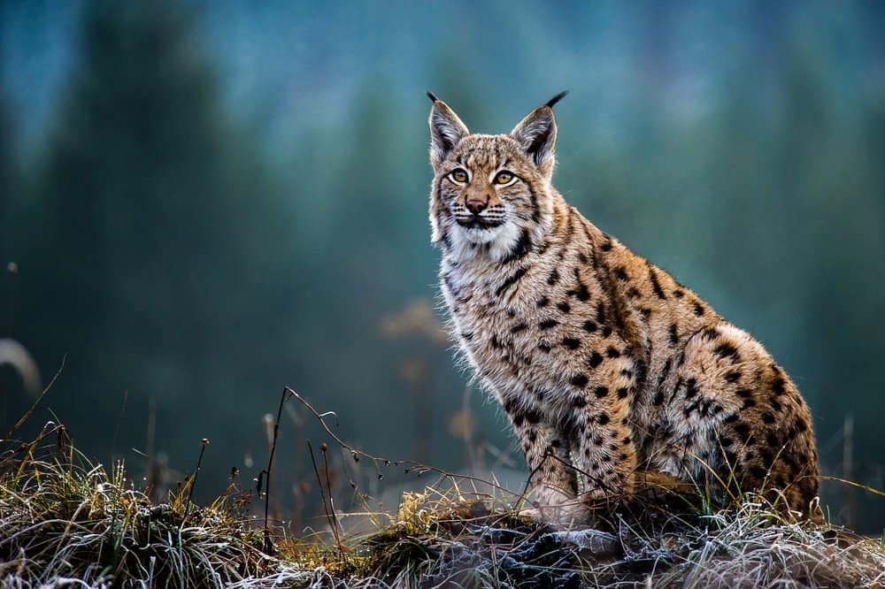 Una lince eurasiatica seduta su una collina erbosa con alberi sullo sfondo.