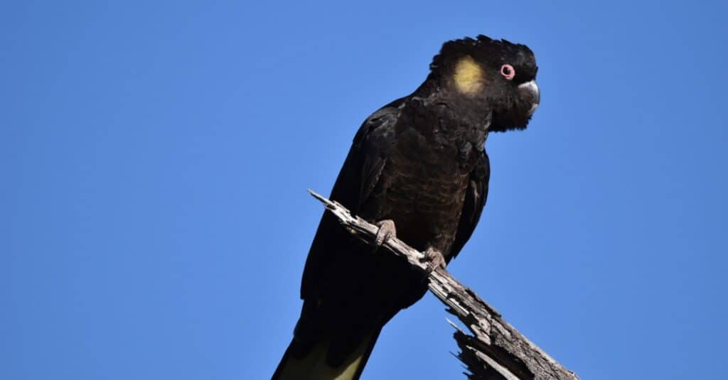 Pappagalli più grandi - Cacatua nero dalla coda gialla