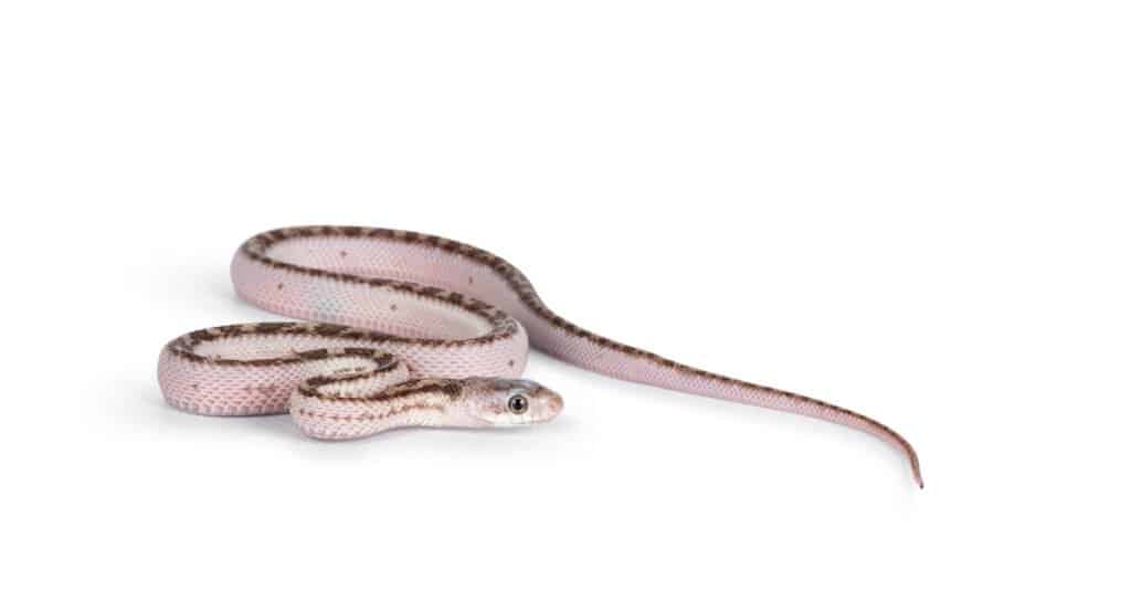 Scopri i 10 serpenti più popolari al mondo