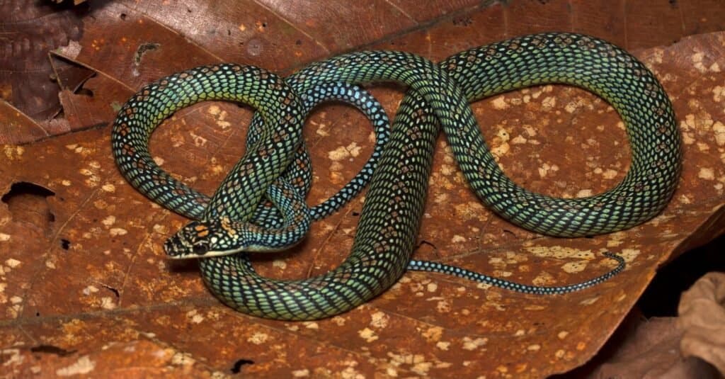 Dove vivono i serpenti