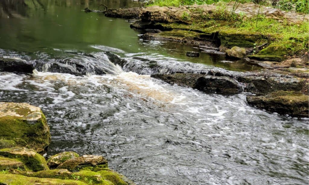 fiume Aucilla