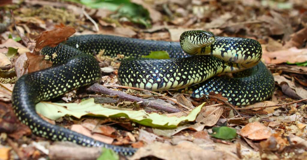 re serpente nero in foglie