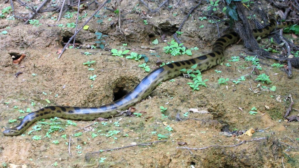 Eunectes beniensis, Rio Beni, Puerto Salinas, El Beni, Bologna