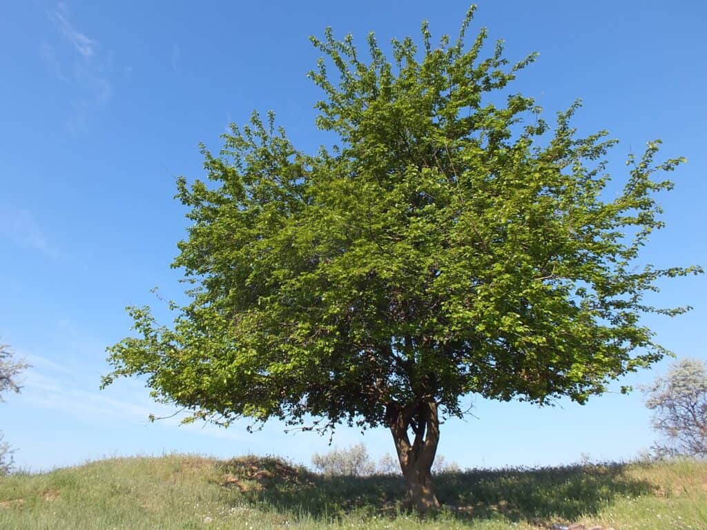 Gelso nella steppa
