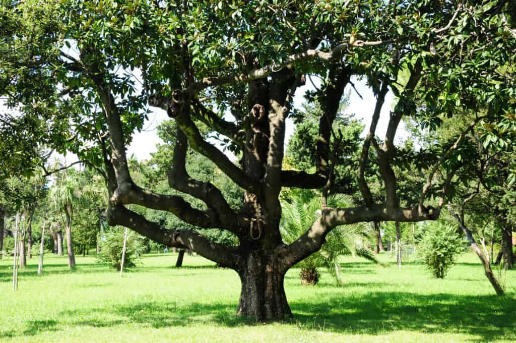 Magnolia grandiflora (Magnolia meridionale)