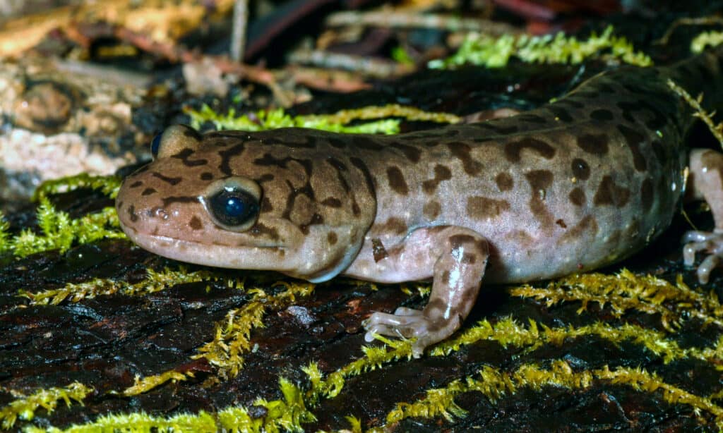 Salamandra gigante costiera (Dicamptodon tenebrosus)