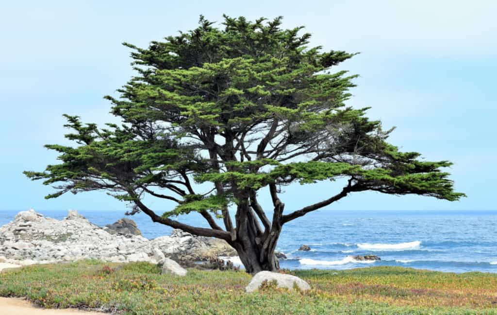 cipresso monterey