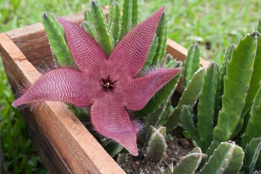 Fiori di carogne